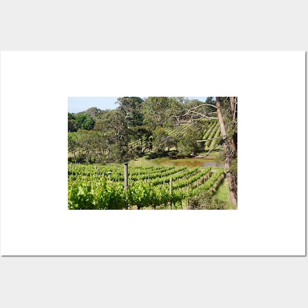 Vine Rows and Lilly Pond at Magpie Springs - Adelaide Hills - Fleurieu Peninsula by Avril Thomas Wall Art by MagpieSprings